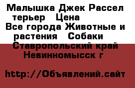 Малышка Джек Рассел терьер › Цена ­ 40 000 - Все города Животные и растения » Собаки   . Ставропольский край,Невинномысск г.